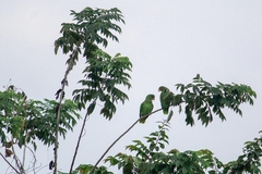 Amazona albifrons