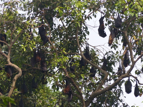 Pteropus medius