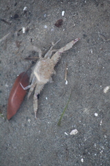 Achelous xantusii