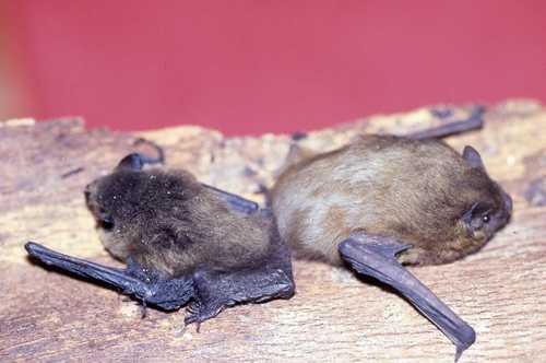 Pipistrellus pipistrellus