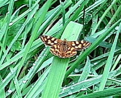 Oreixenica kershawi