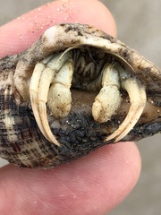 Isocheles wurdemanni