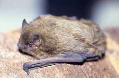 Pipistrellus nathusii