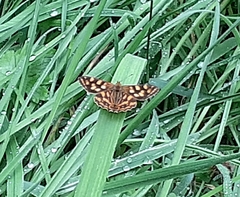 Oreixenica kershawi