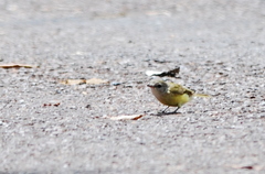 Microeca flavigaster