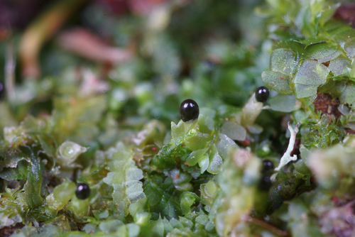 Įvairialapė gludutė nuotrauka