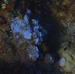 Montipora flabellata