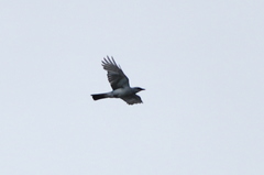 White-Bellied Cuckooshrike photo 6