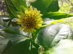 Smallanthus connatus