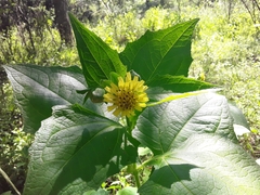 Smallanthus connatus