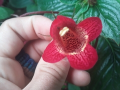 Seemannia nematanthodes