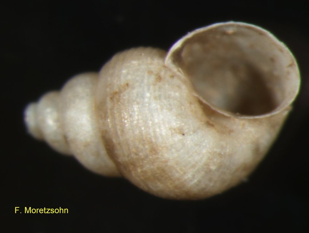 Cochliopidae