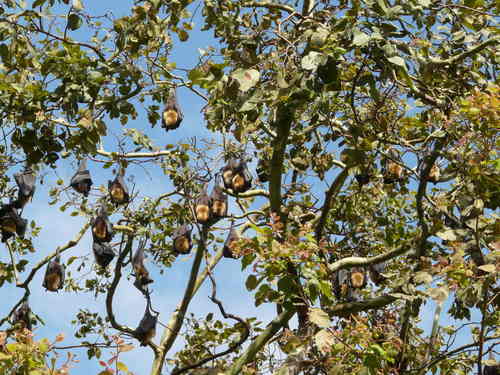 Pteropus conspicillatus