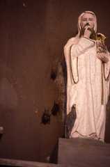 Taphozous mauritianus