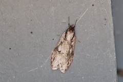 Semioscopis mcdunnoughi