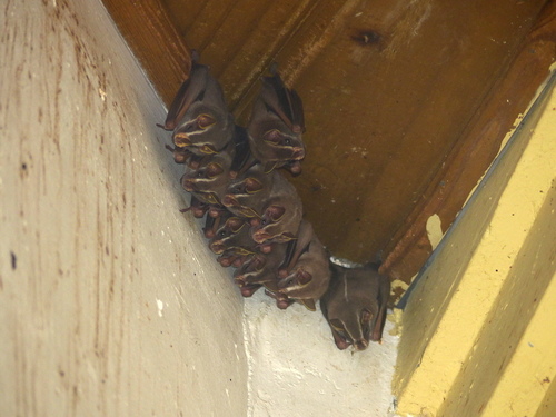 Uroderma bilobatum