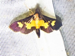 Salbia zena
