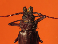 Mallodonopsis mexicanus