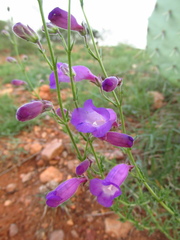Penstemon stenophyllus