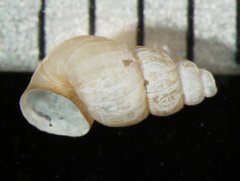 Pyrgophorus