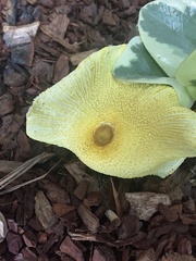 Fungi