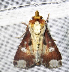 Condica imitata