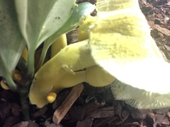 Fungi