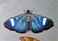 Erilusa leucoplagalis