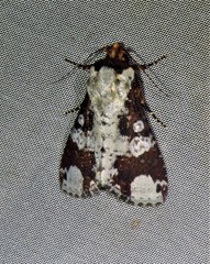 Condica mimica