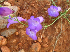 Penstemon stenophyllus