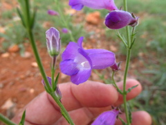 Penstemon stenophyllus