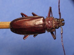 Mallodonopsis mexicanus