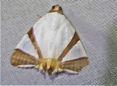 Eulepidotis rectimargo