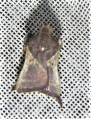 Dasycnemia obliqualis