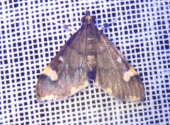 Deuterophysa