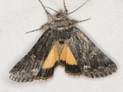 Sympistis euta