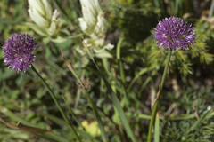 Allium amphibolum