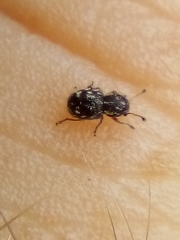 Dasyanthribus purpureus