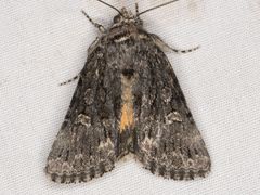 Sympistis euta