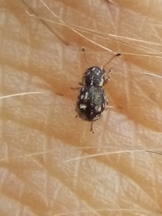 Dasyanthribus purpureus