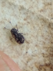 Dasyanthribus purpureus