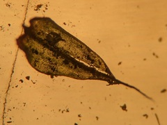 Ptychostomum creberrimum