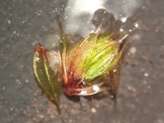 Ptychostomum creberrimum