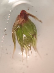 Ptychostomum creberrimum