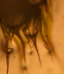 Ptychostomum creberrimum