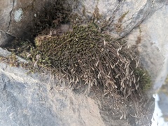 Ptychostomum creberrimum