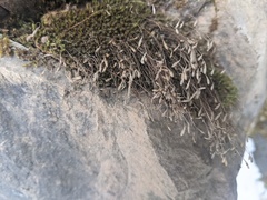 Ptychostomum creberrimum