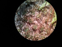 Ptychostomum creberrimum