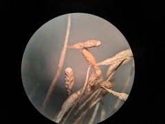 Ptychostomum creberrimum