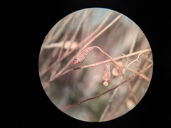 Ptychostomum creberrimum